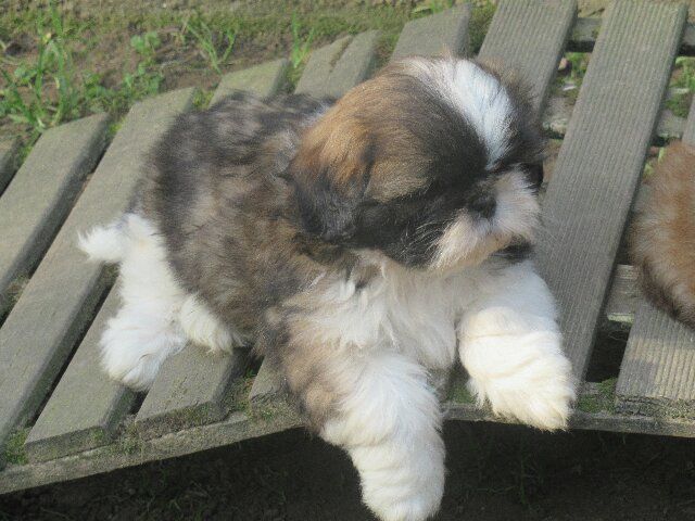 chiot Shih Tzu des brumes d'aurore