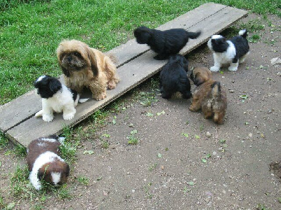 des brumes d'aurore - Shih Tzu - Portée née le 26/05/2024