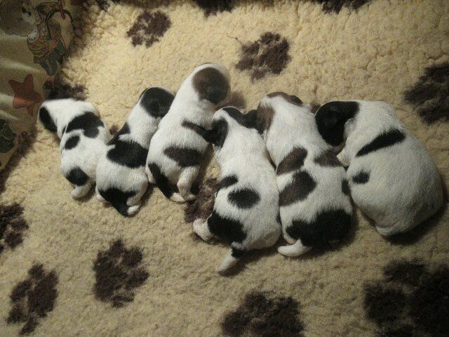 Les bébés de TZARINE et de TEDGY