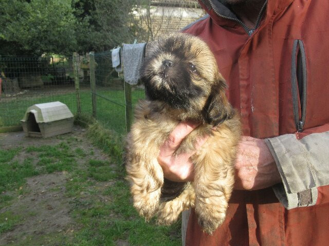 ASTERIX cherche une famille