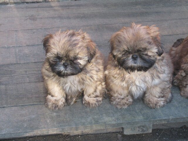 ASTERIX et AMSTRONG mise à jour le 2/01/26.