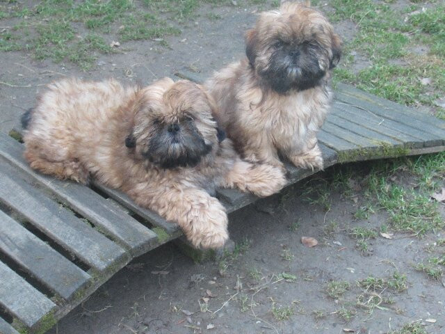 ASTERIX et AMSTRONG mise à jour le 22/01/26.