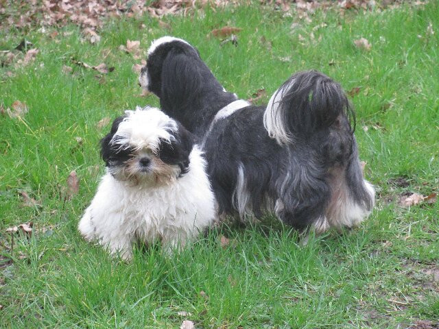 UN chiot bicolore (mise à jour le 11/02/2026)