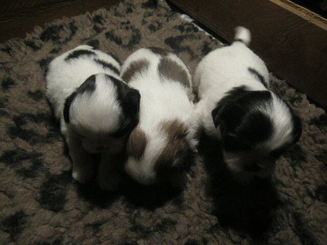 TROIS fifilles à réserver