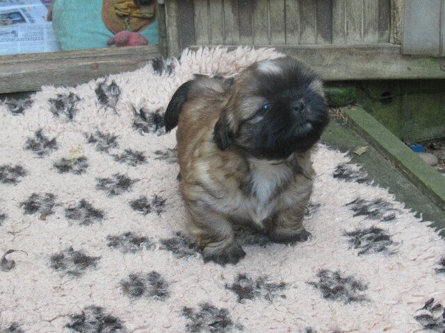 1 superbe bébé fauve/charbonné disponible