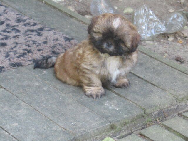 ALF superbe fauve/charbonné disponible