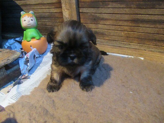 des brumes d'aurore - Chiots disponibles - Shih Tzu
