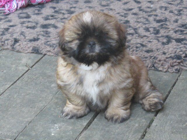 Chiot Shih Tzu des brumes d'aurore