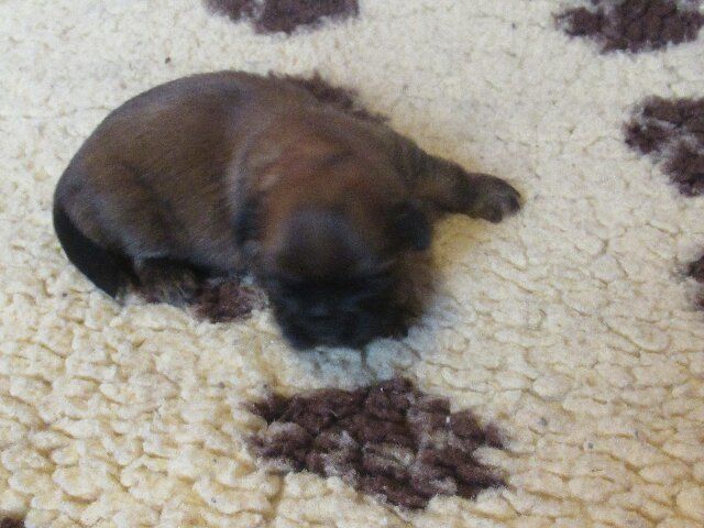 des brumes d'aurore - Chiots disponibles - Shih Tzu