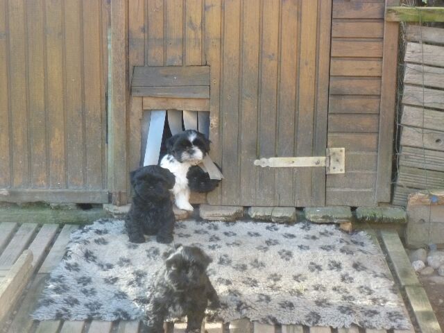 des brumes d'aurore - Shih Tzu - Portée née le 29/11/2021