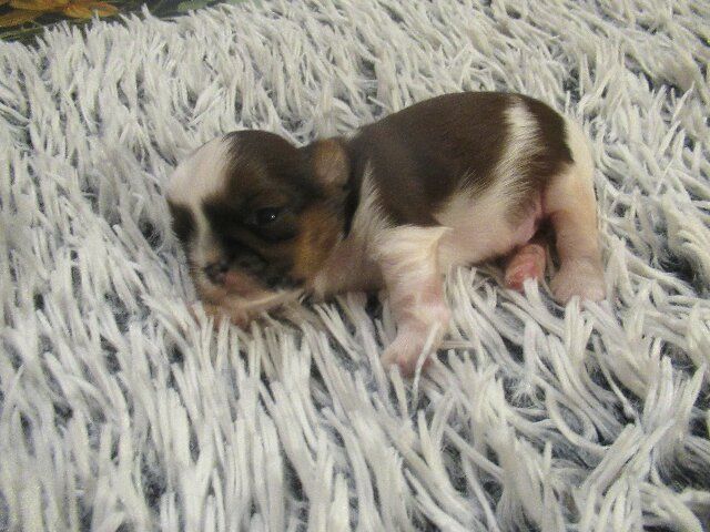 des brumes d'aurore - Chiots disponibles - Shih Tzu