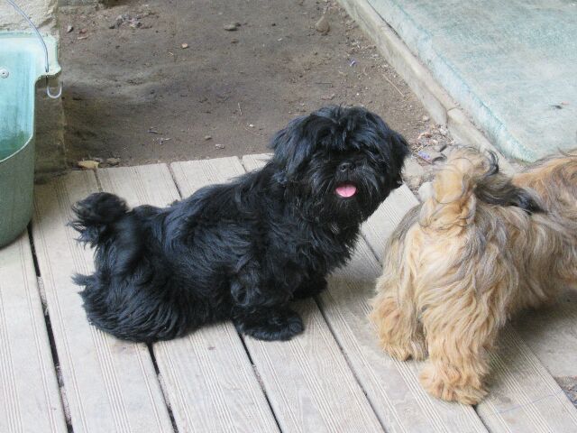 des brumes d'aurore - Shih Tzu - Portée née le 03/02/2022