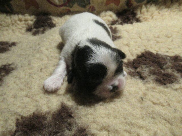 des brumes d'aurore - Chiots disponibles - Shih Tzu