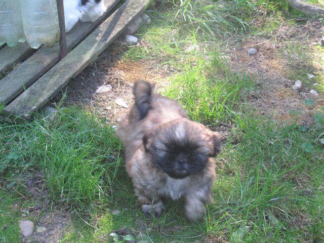 des brumes d'aurore - Chiots disponibles - Shih Tzu