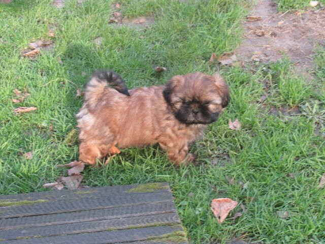des brumes d'aurore - Chiots disponibles - Shih Tzu