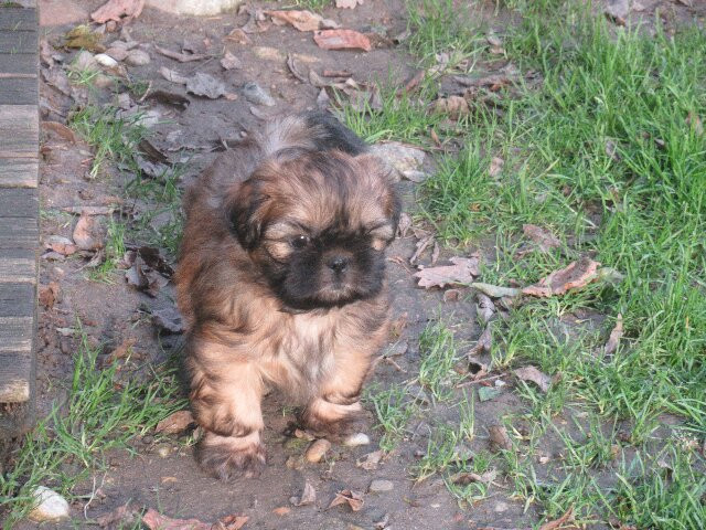 des brumes d'aurore - Chiots disponibles - Shih Tzu