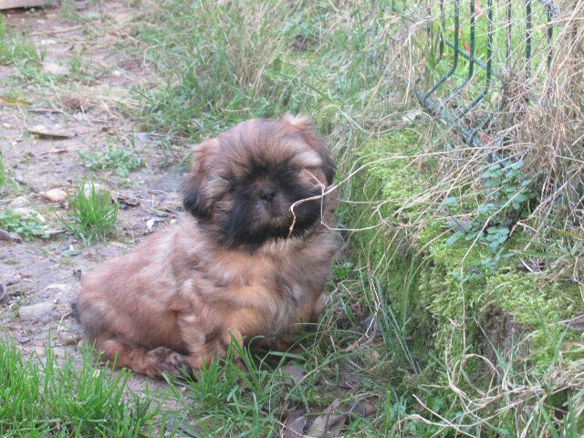 Chiot Shih Tzu des brumes d'aurore