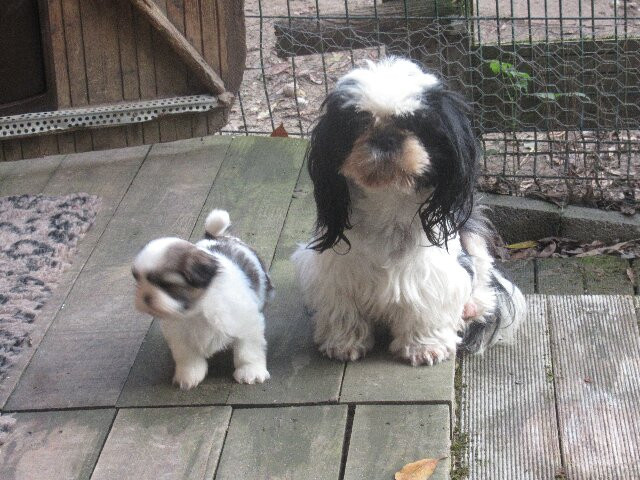 des brumes d'aurore - Chiots disponibles - Shih Tzu