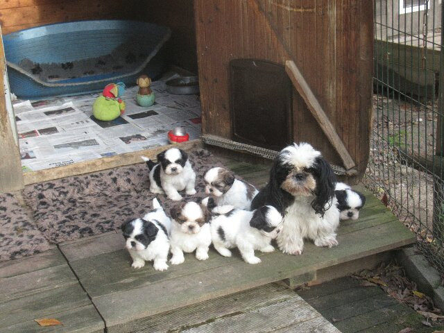 des brumes d'aurore - Shih Tzu - Portée née le 19/10/2025