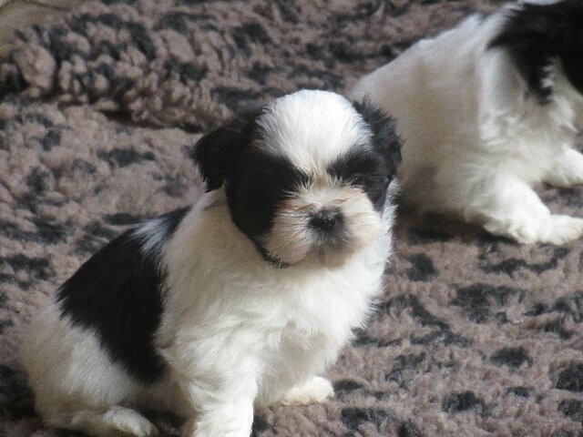 des brumes d'aurore - Chiots disponibles - Shih Tzu