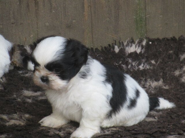 des brumes d'aurore - Chiots disponibles - Shih Tzu