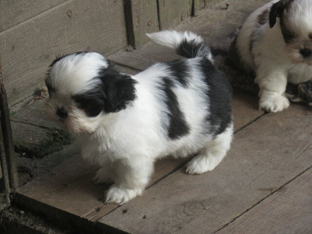 des brumes d'aurore - Chiots disponibles - Shih Tzu