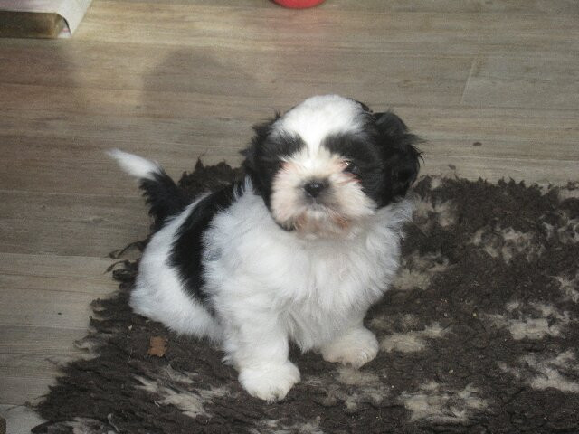 des brumes d'aurore - Chiots disponibles - Shih Tzu
