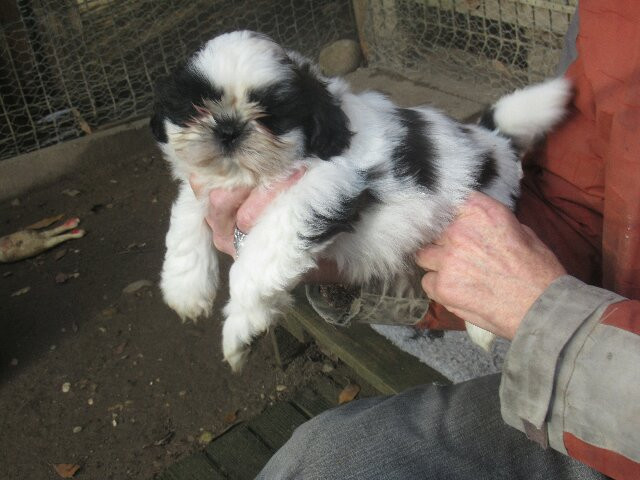 des brumes d'aurore - Chiots disponibles - Shih Tzu