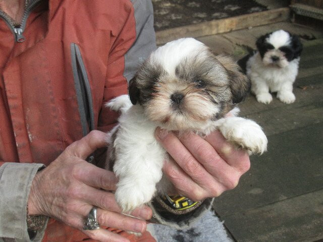des brumes d'aurore - Chiots disponibles - Shih Tzu