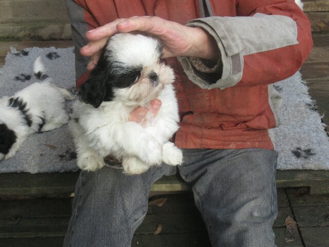 des brumes d'aurore - Chiots disponibles - Shih Tzu
