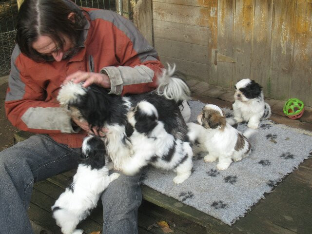Chiot Shih Tzu des brumes d'aurore