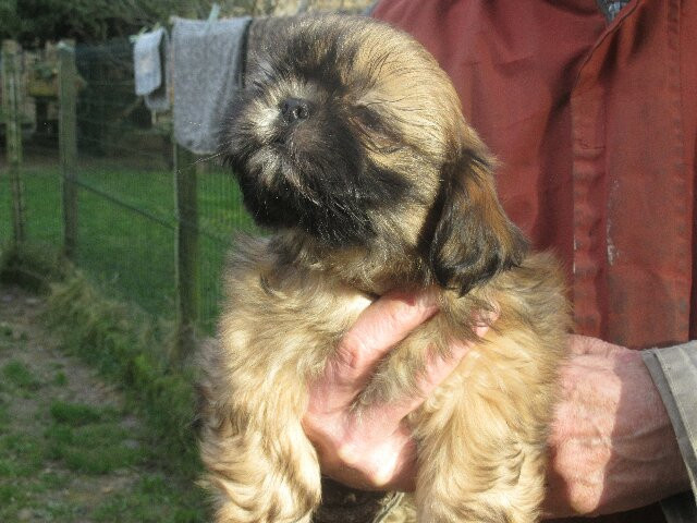 des brumes d'aurore - Chiots disponibles - Shih Tzu