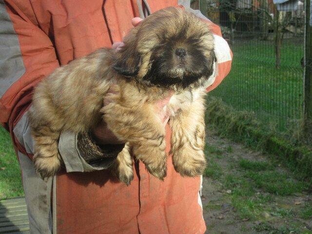 des brumes d'aurore - Chiots disponibles - Shih Tzu