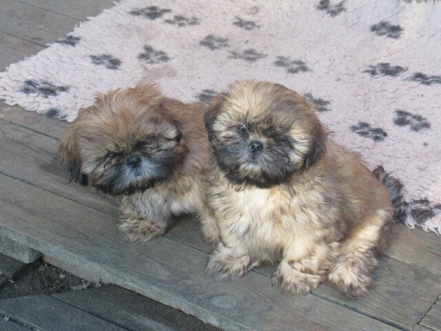 des brumes d'aurore - Shih Tzu - Portée née le 06/10/2025