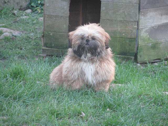 Chiot Shih Tzu des brumes d'aurore