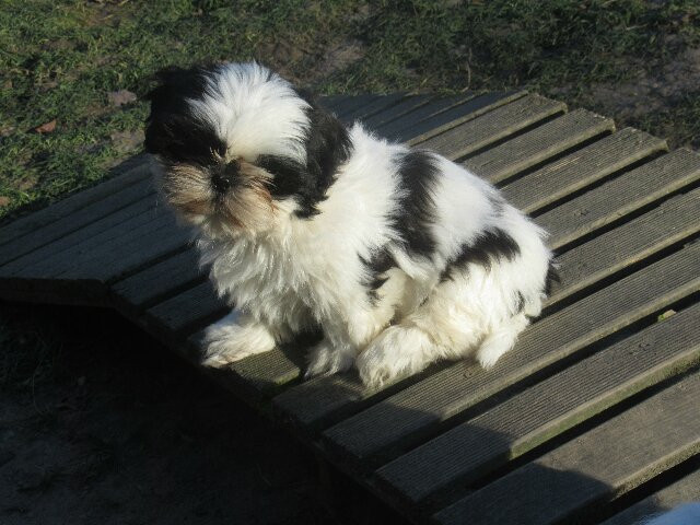 des brumes d'aurore - Chiots disponibles - Shih Tzu