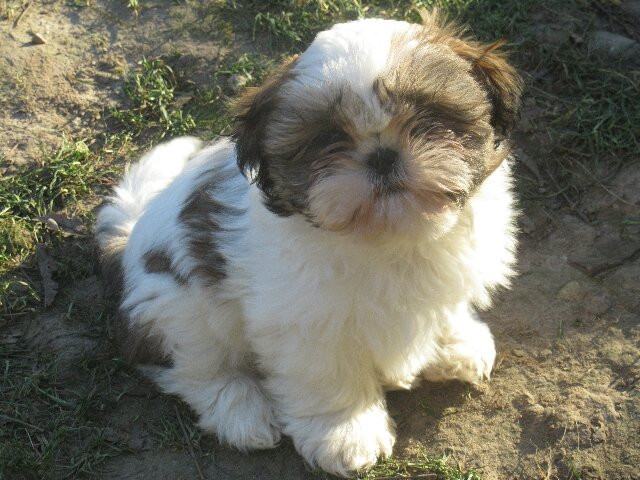 des brumes d'aurore - Chiots disponibles - Shih Tzu