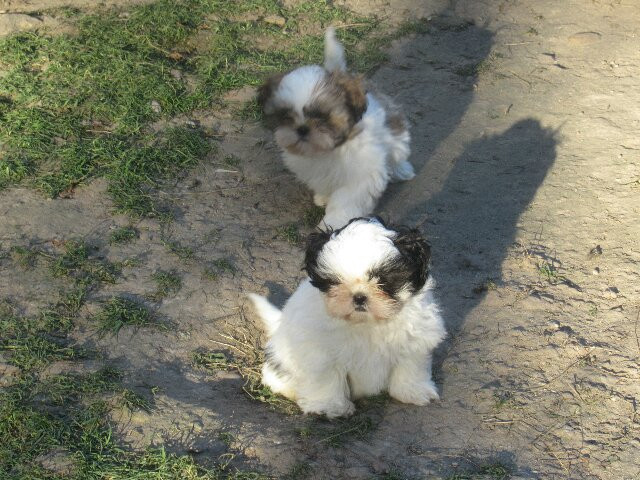 des brumes d'aurore - Shih Tzu - Portée née le 19/10/2025