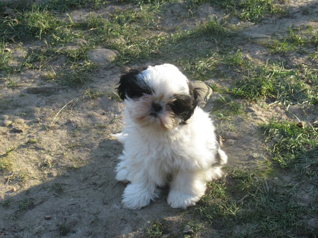 des brumes d'aurore - Chiots disponibles - Shih Tzu
