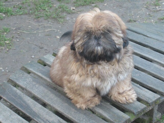 des brumes d'aurore - Chiots disponibles - Shih Tzu