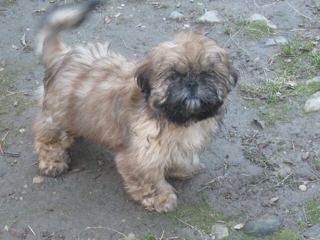des brumes d'aurore - Chiots disponibles - Shih Tzu