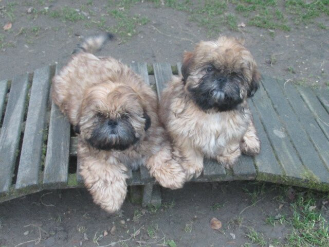 des brumes d'aurore - Shih Tzu - Portée née le 06/10/2025