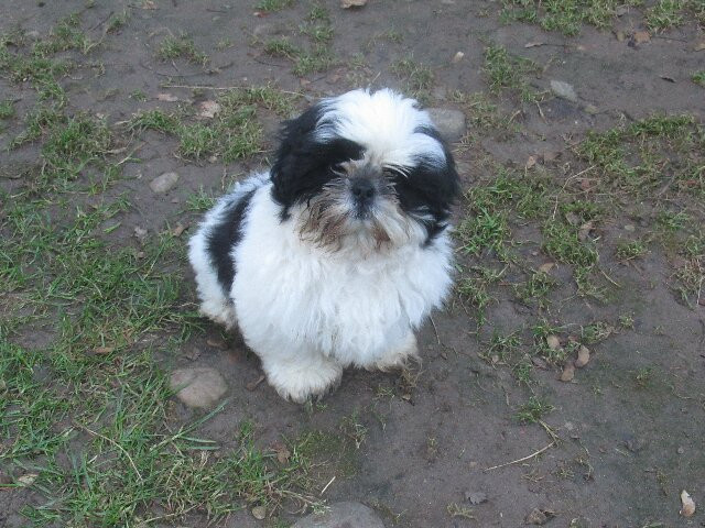 des brumes d'aurore - Chiots disponibles - Shih Tzu