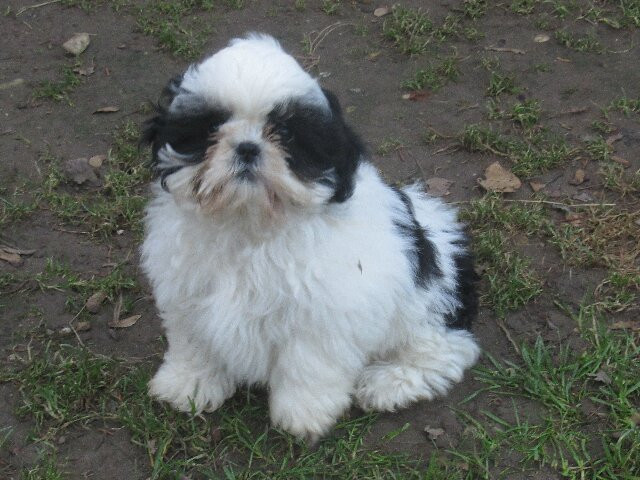 des brumes d'aurore - Chiots disponibles - Shih Tzu