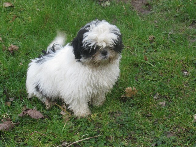 des brumes d'aurore - Chiots disponibles - Shih Tzu