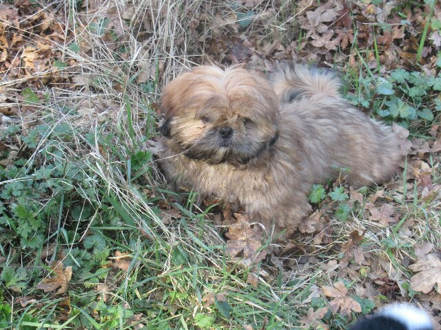 des brumes d'aurore - Chiots disponibles - Shih Tzu
