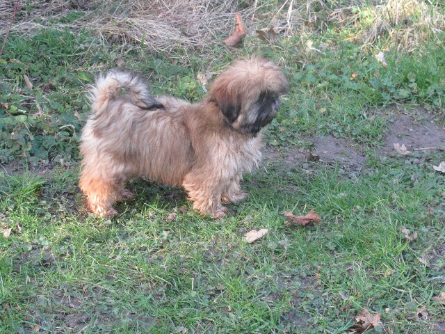 des brumes d'aurore - Chiots disponibles - Shih Tzu