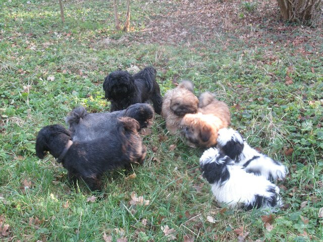 des brumes d'aurore - Shih Tzu - Portée née le 06/10/2025