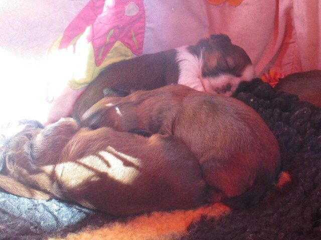 des brumes d'aurore - Shih Tzu - Portée née le 06/10/2025