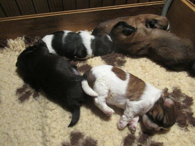 des brumes d'aurore - Shih Tzu - Portée née le 12/08/2025